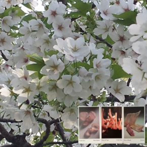 桜色のパワーストーン